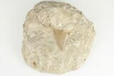 Otodus Shark Tooth Fossil in Rock #201148-1